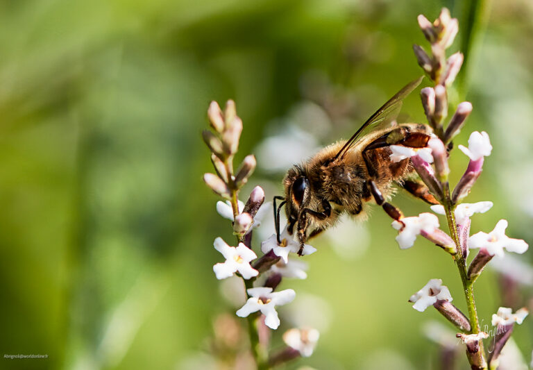 Les murmures dorés du jardin