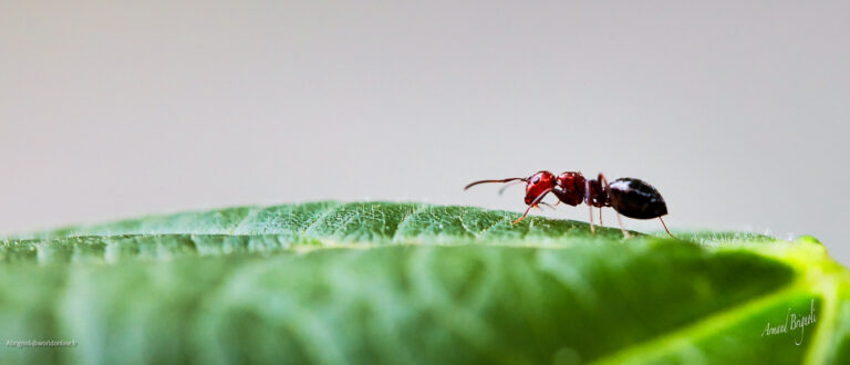 Les Joyaux Cachés des Champs