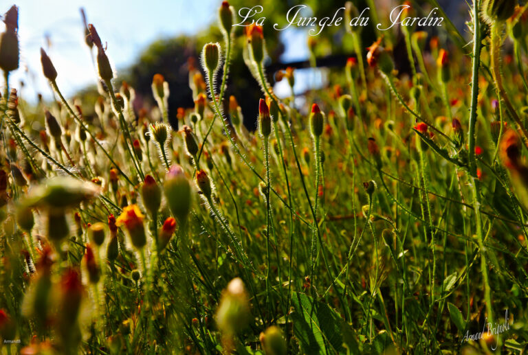 Entre Jardin et Sauvage