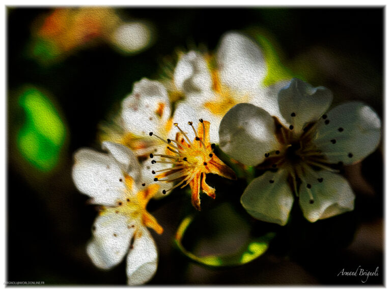 Nocturnes en Couleurs Vives