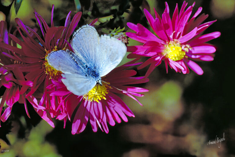 Éclats d’ailes, poésie de la nature