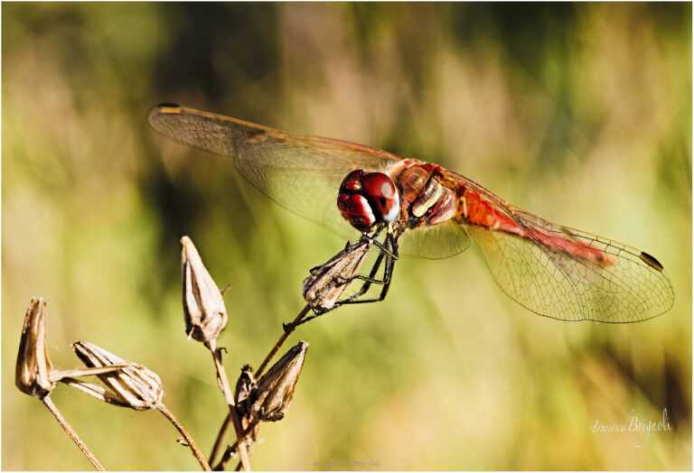 Ballet d’ailes au soleil